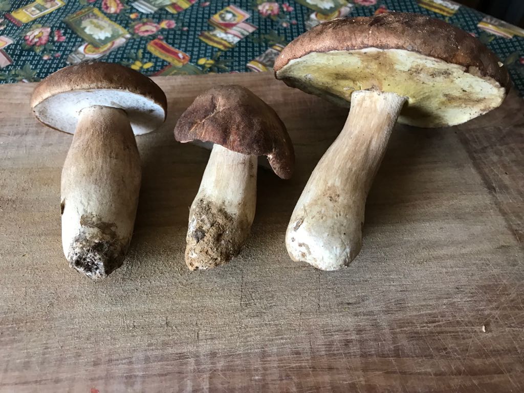 Tre Funghi Per Una Cena