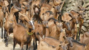 Roccaverano: capre camosciate