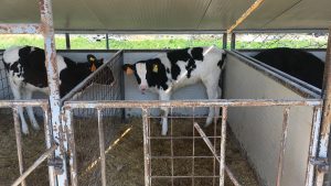 Azienda Comino: i vitellini