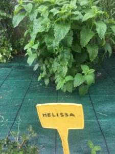 Giardino dei Semplicissimi: melissa - ph Silvana Delfuoco